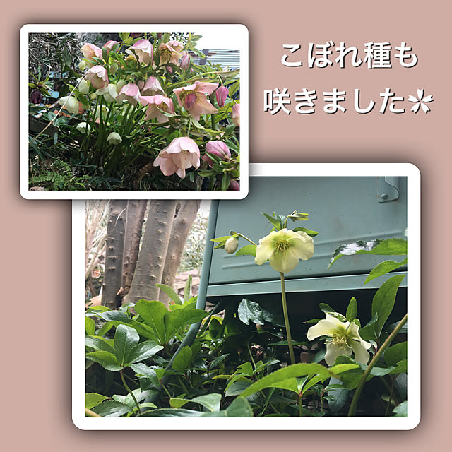 marusanさんの実例写真
