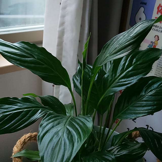 KOHAKUさんの実例写真