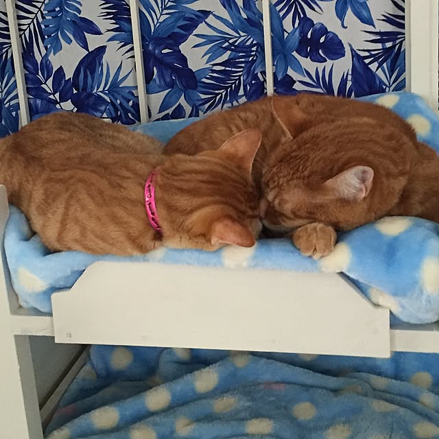 ykariさんの実例写真