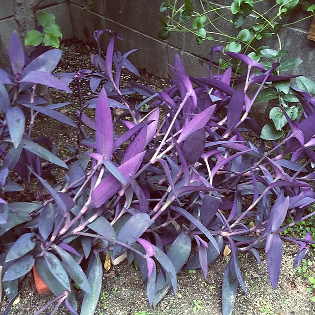 bibianさんの実例写真