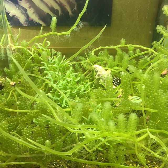 aquarium_seaさんの実例写真