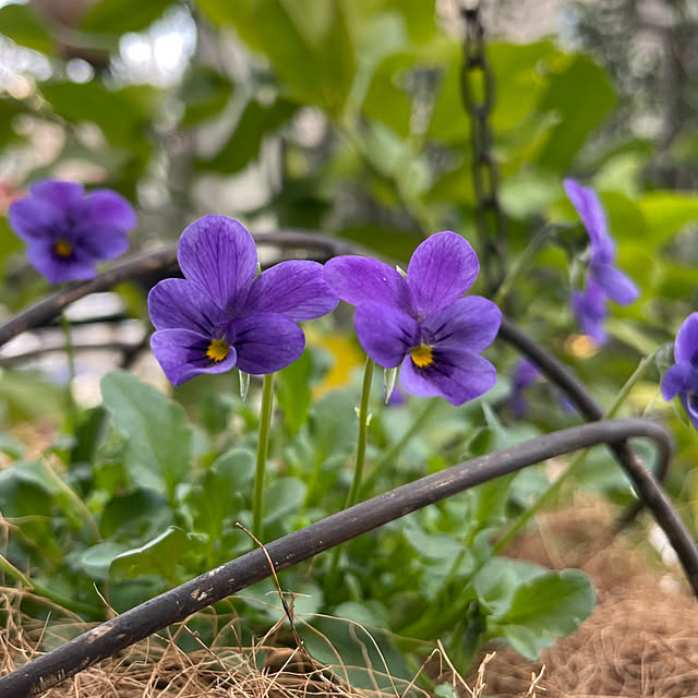 shiropenguinさんの部屋