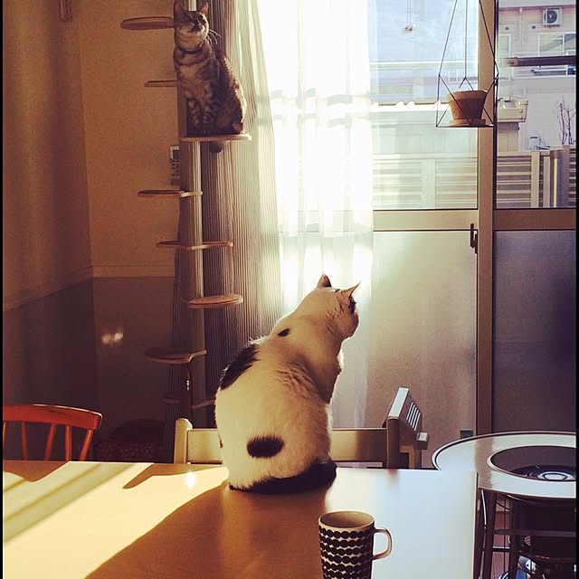 Kyoukoさんの実例写真