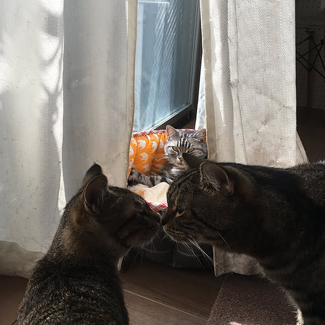 mikomaruさんの実例写真