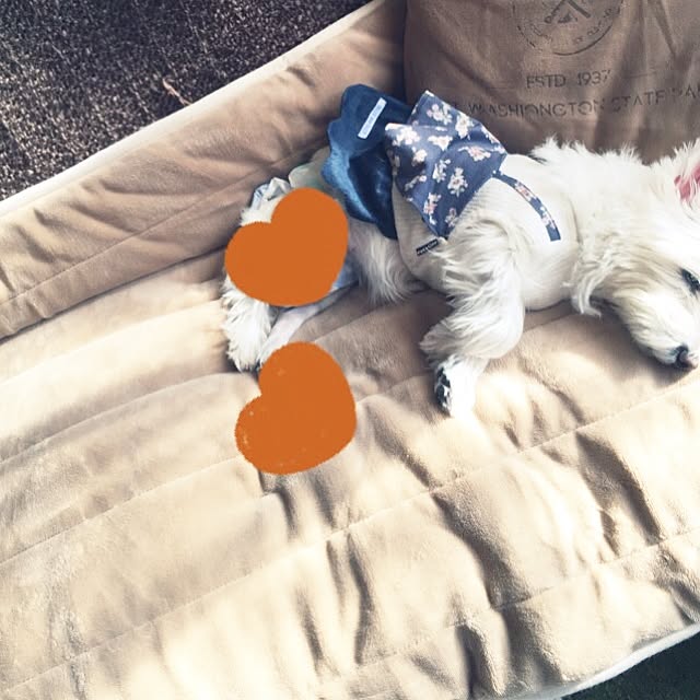 Bikkeさんの実例写真