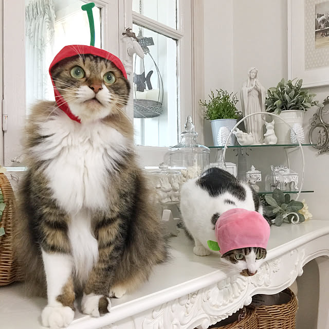 yuchiさんの実例写真