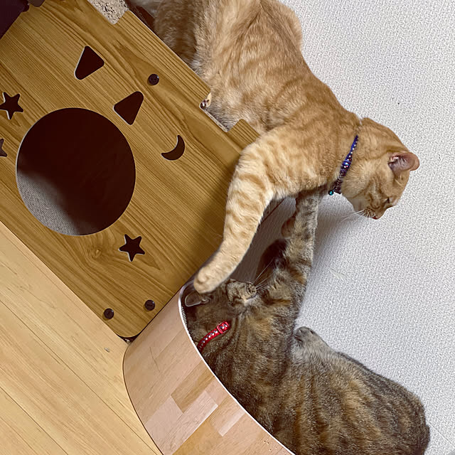 chiiさんの部屋