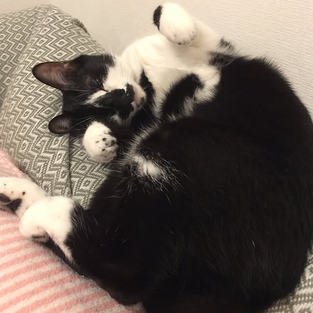 miruさんの実例写真