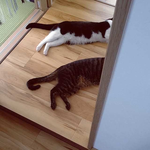 hihaさんの実例写真