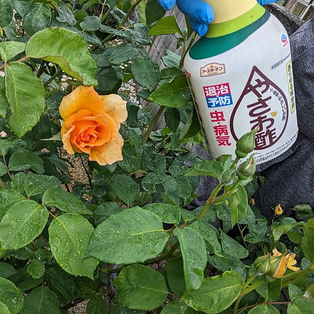 machikomamaさんの部屋