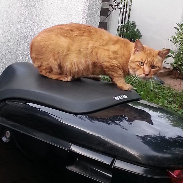 nyanyakoさんの実例写真