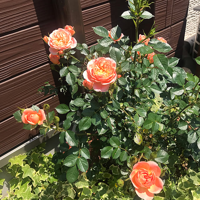 Tomococoroさんの実例写真