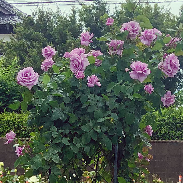 tomoさんの部屋