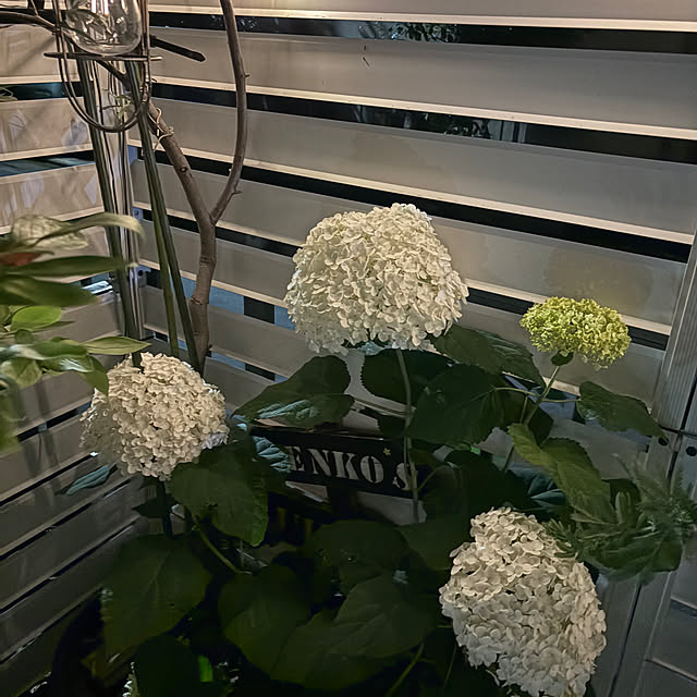 onokenkoさんの部屋