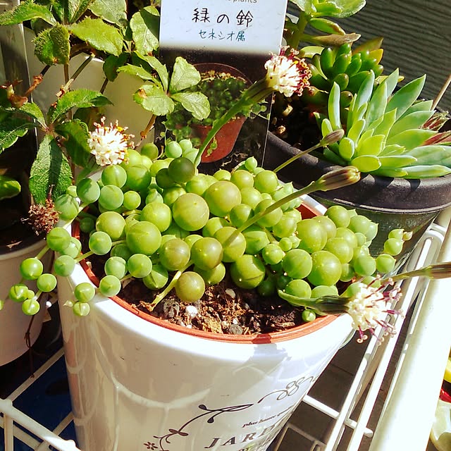 makimakiさんの実例写真
