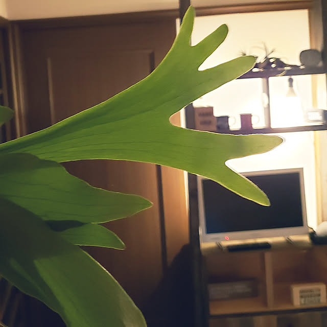 oceanflatさんの実例写真