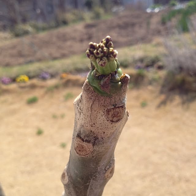 taro_alohaさんの実例写真