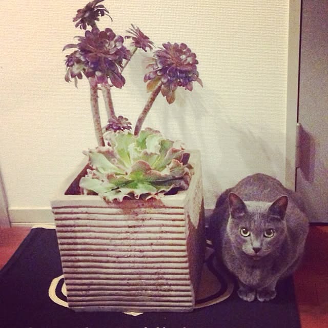 isocat3さんの実例写真