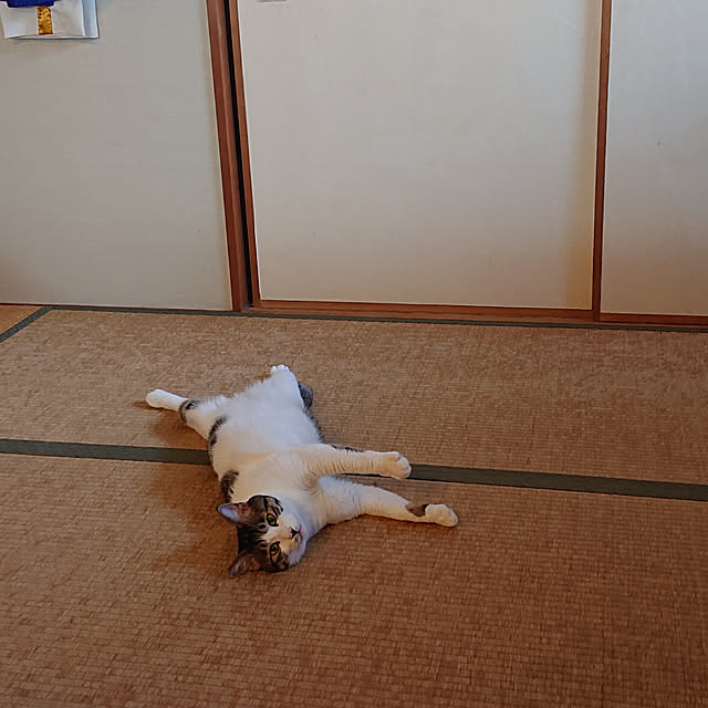 okyosan101さんの実例写真