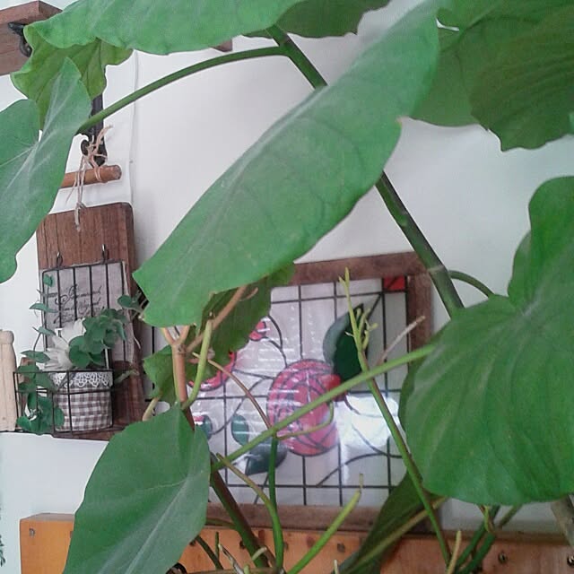 383junkさんの実例写真