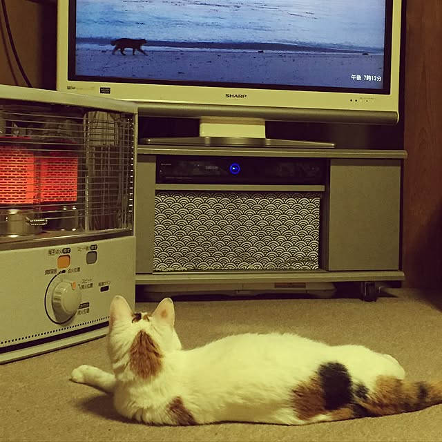 yocchiさんの実例写真