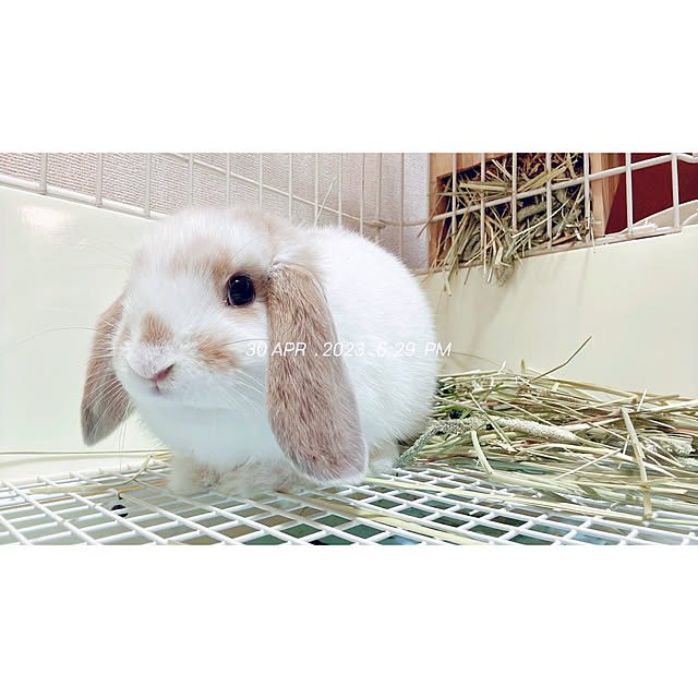 Llatte-usaさんの部屋