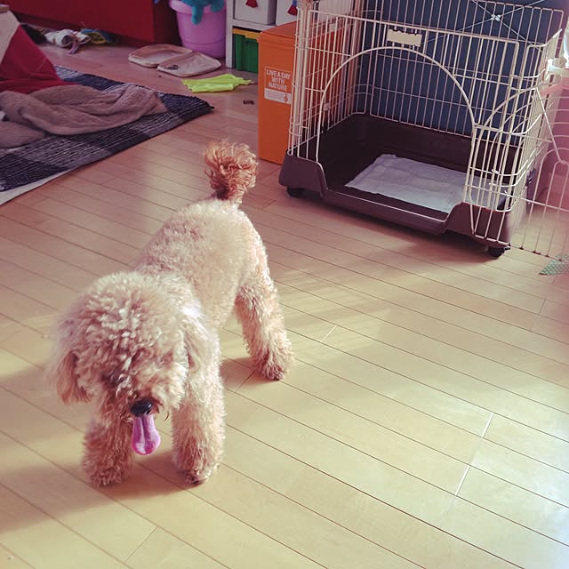 yupaponさんの実例写真