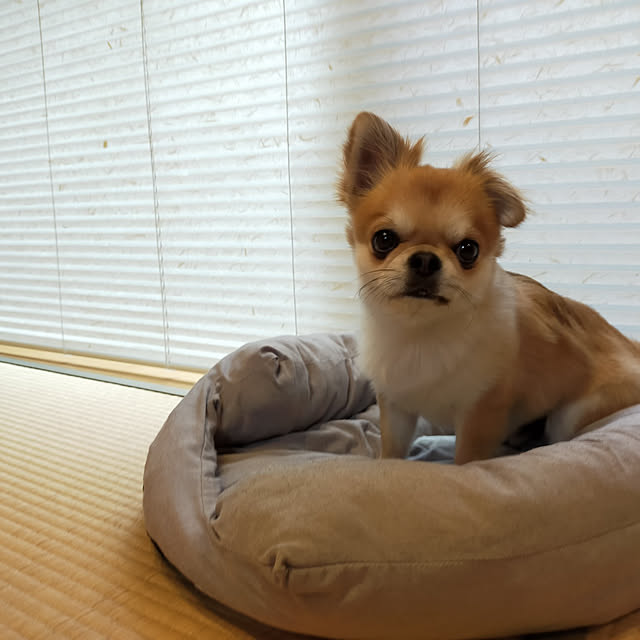 mihomoguさんの実例写真