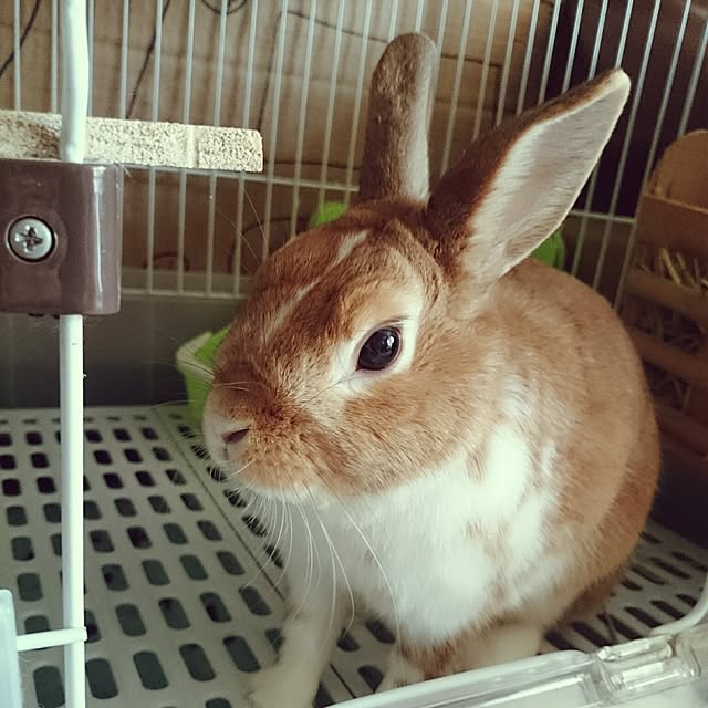 kasutera4444さんの実例写真