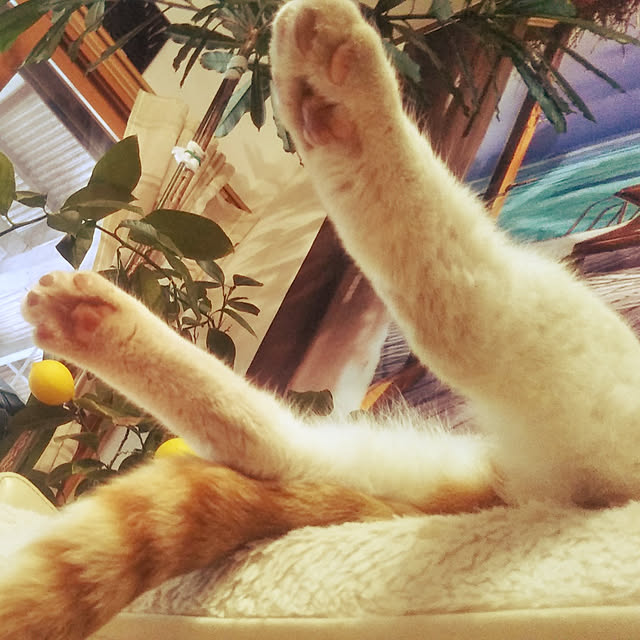 実例写真