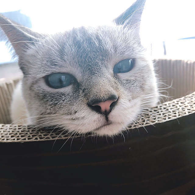tomoyoさんの実例写真