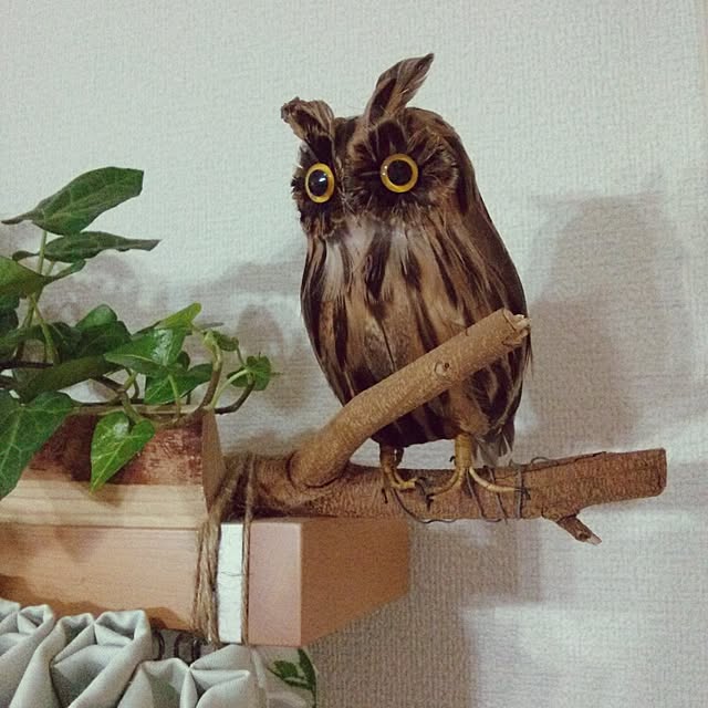 takanakoさんの実例写真