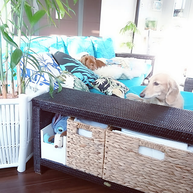 cocosorasakuさんの実例写真