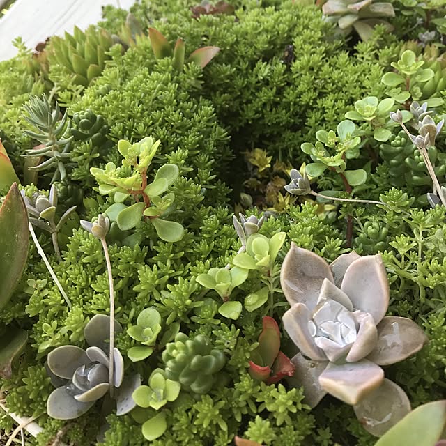 **yuu**さんの実例写真