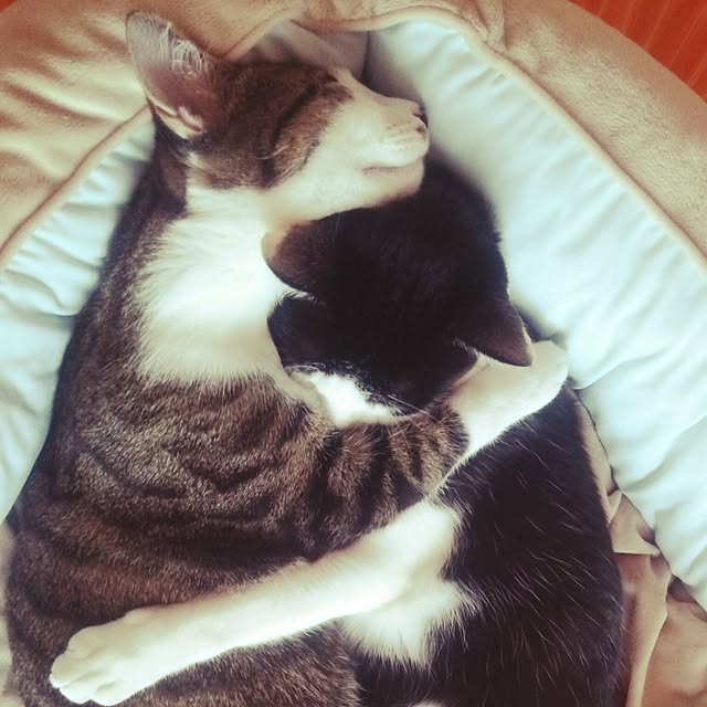 millsukeさんの実例写真