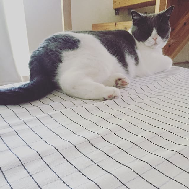 mohayaeteさんの実例写真