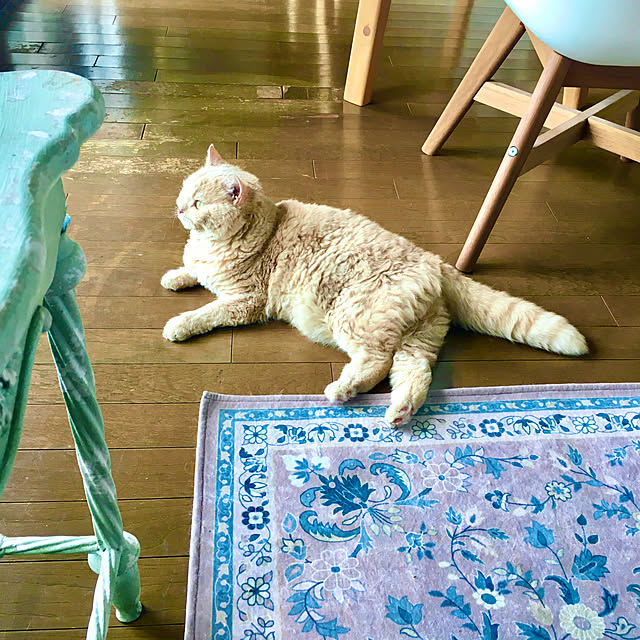 naokoさんの実例写真