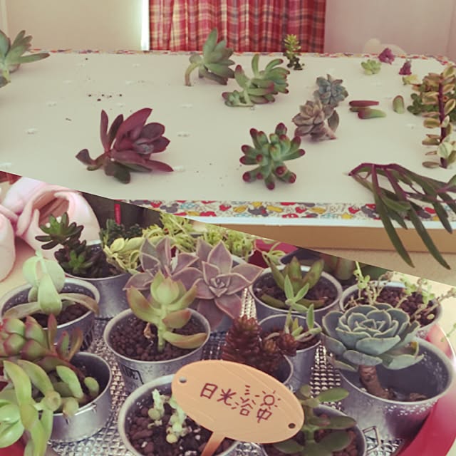 manchi_mamaさんの実例写真