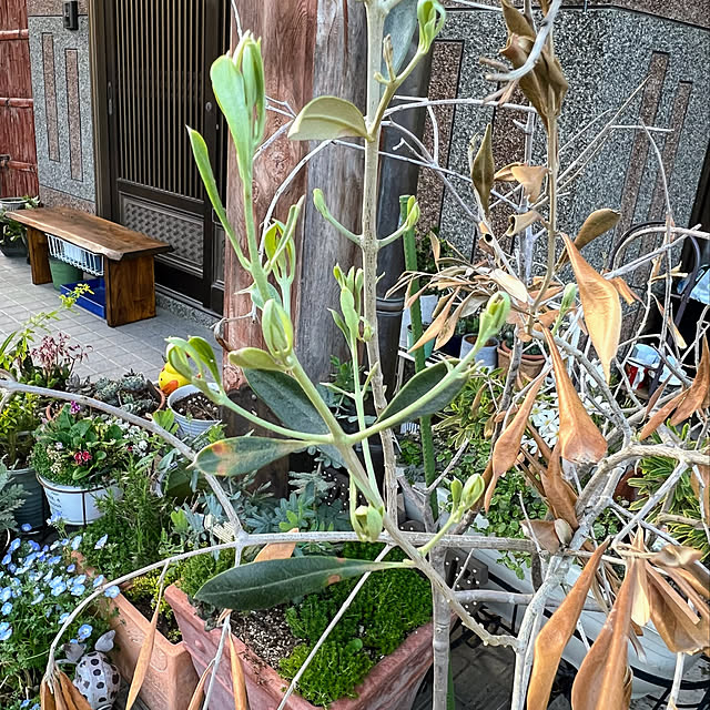 花台/休眠から復活/植物のある暮らし/植物/寄せ植え...などのインテリア実例 - 2022-04-25 13:15:00