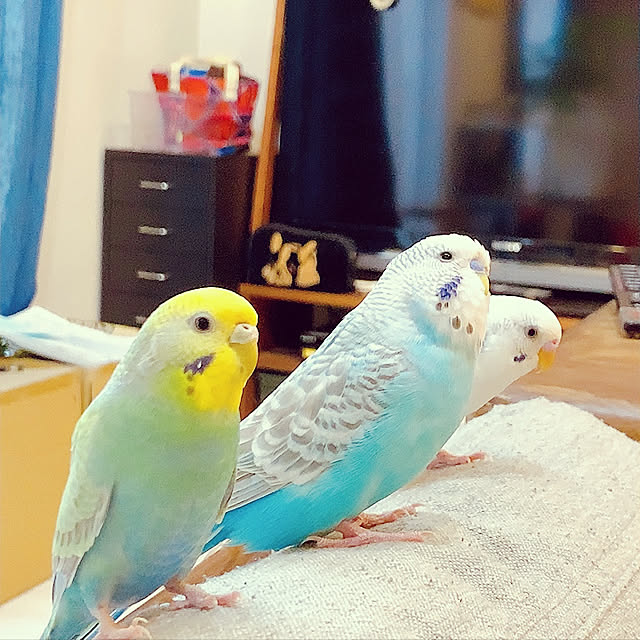 mi-yuさんの実例写真