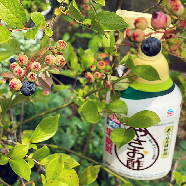 miechuraさんの部屋