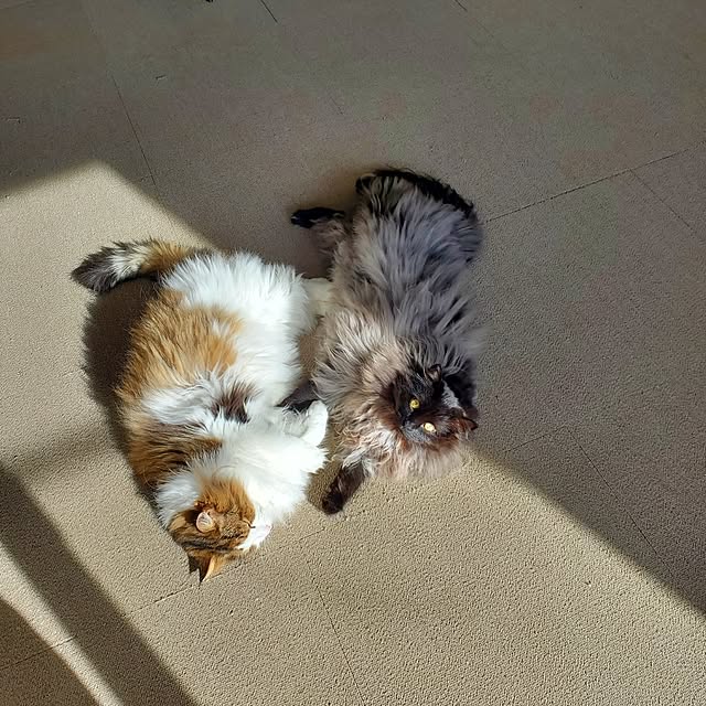 muku+maroさんの部屋