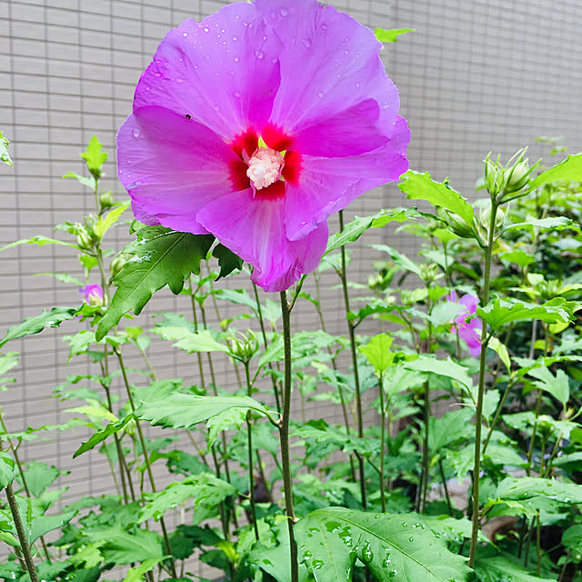 happy-sachiさんの実例写真