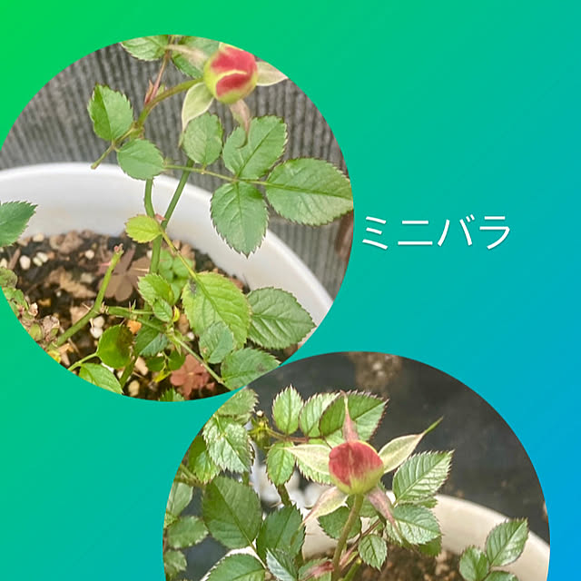 YuuKoさんの実例写真