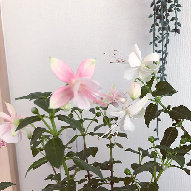 nana.18さんの実例写真