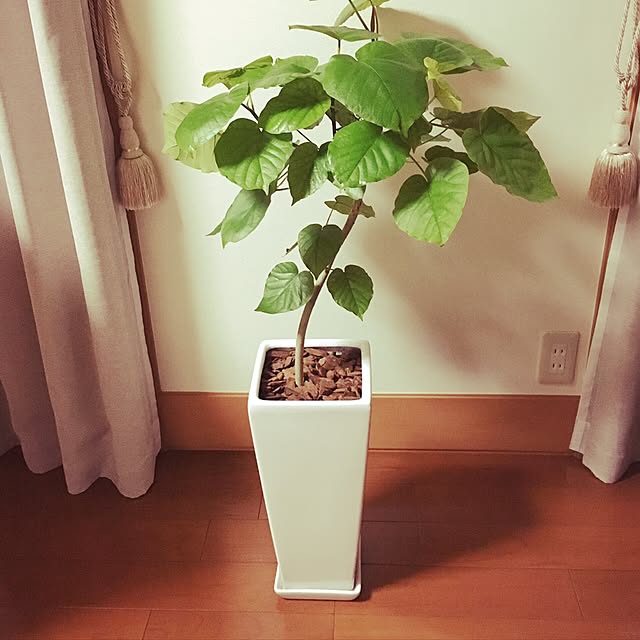shunkaさんの実例写真