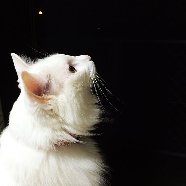 jaded.uさんの実例写真