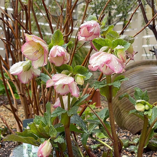 mameshibaさんの部屋