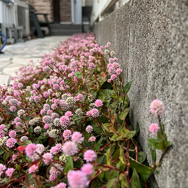 sachieyさんの実例写真