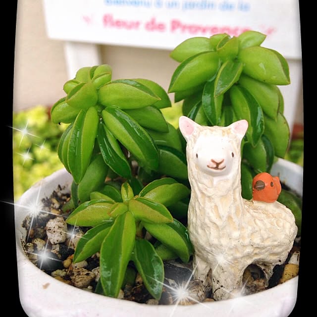 momomamaさんの実例写真